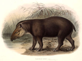vida-y-obra_tapir.jpg