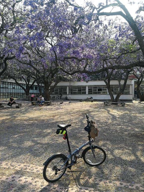 Foto a colores de bicicleta estacionada bajo jacarandas frente a la parte posterior de la Facultad de Economía de la UNAM en Ciudad Universitaria